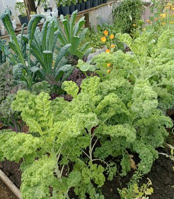 IMG-20240821-WA0005 (1)