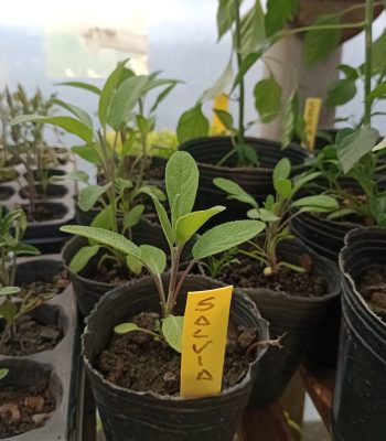 IMG-20250915-WA0050 (2)